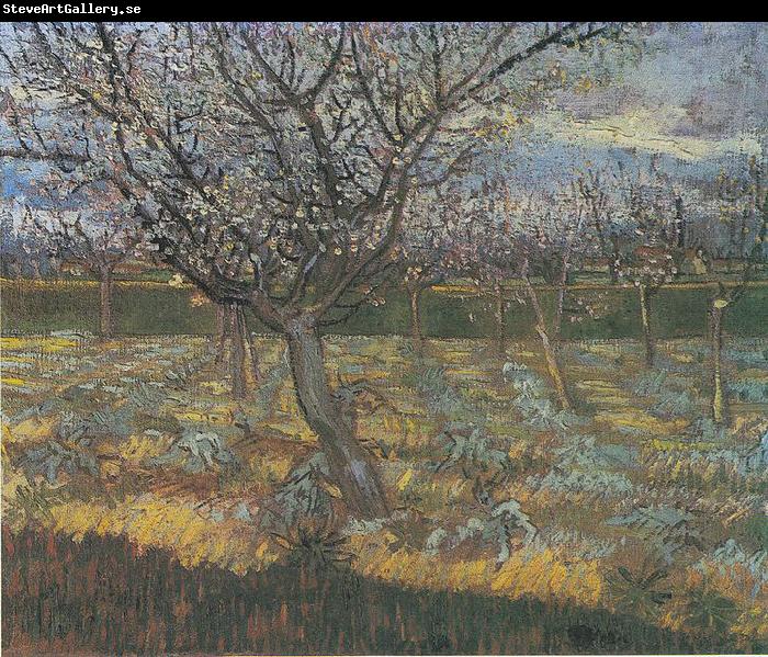 Vincent Van Gogh Flowering orchard with apricot-trees